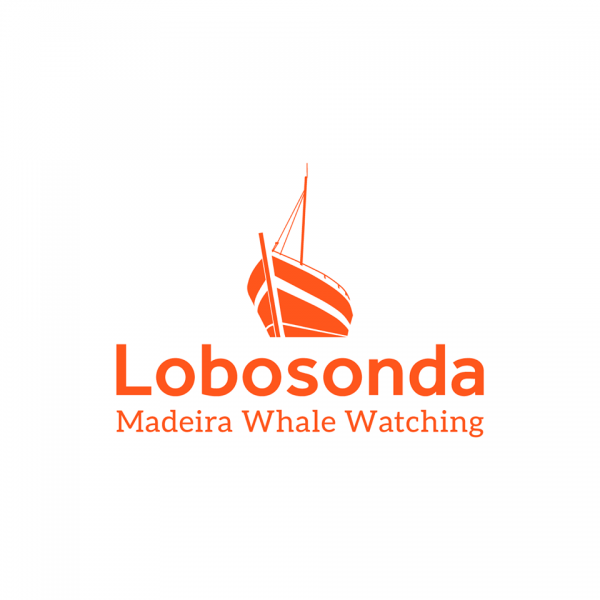Sortie cétacés à Madère Portugal