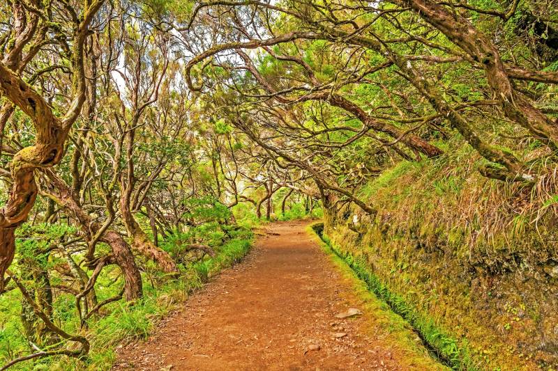 Rabaçal : le paradis vert de la randonnée à Madère