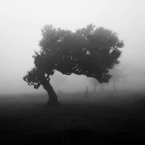 Tout savoir sur la forêt primaire de Laurisilva de Madère